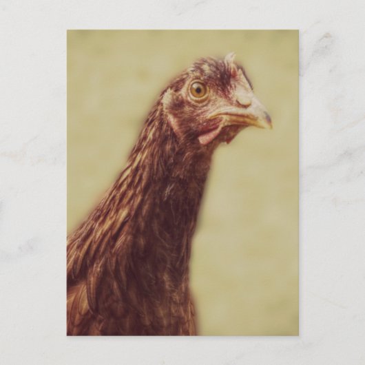 Rhode Island Red Pullet - Hühnerbild Postkarte (Vorderseite)