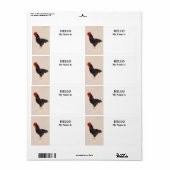 Rhode Island Red Rooster (Vorne)