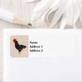 Rhode Island Red Rooster (Insitu)