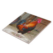 Rhode Island Red Rooster Crowing in Barnyard Fliese (Seite)