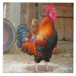 Rhode Island Red Rooster Crowing in Barnyard Fliese