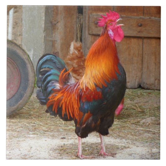 Rhode Island Red Rooster Crowing in Barnyard Fliese (Vorderseite)
