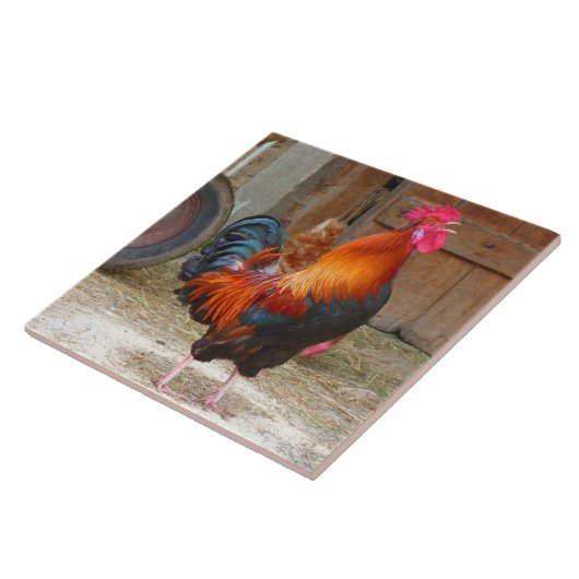 Rhode Island Red Rooster Crowing in Barnyard Fliese (Seite)