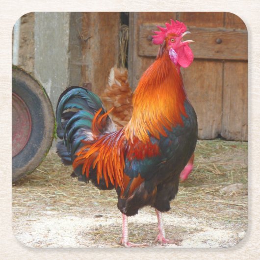 Rhode Island Red Rooster Crowing in Barnyard Rechteckiger Pappuntersetzer (Vorderseite)