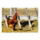 Rhode Island Red Rooster Fotodruck (Vorne)