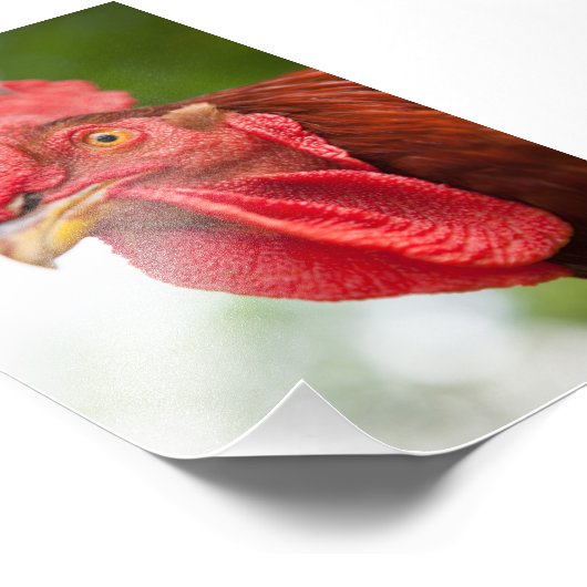Rhode Island Red Rooster Fotodruck (Ecke)