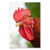 Rhode Island Red Rooster Fotodruck (Vorne)