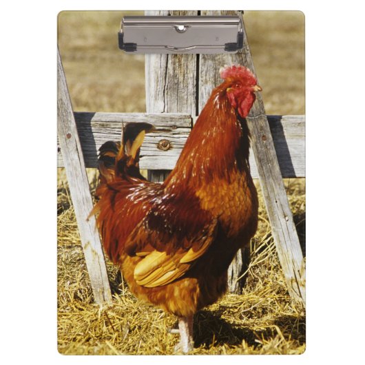 Rhode Island Red Rooster Klemmbrett (Vorderseite)