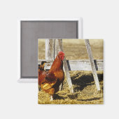 Rhode Island Red Rooster Magnet (Vorderseite/Rückseite)