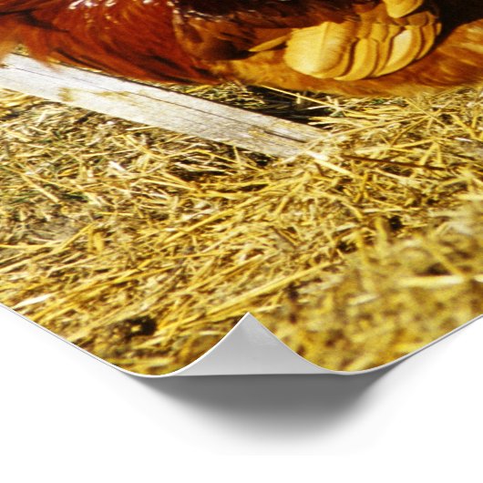 Rhode Island Red Rooster Poster (Ecke)
