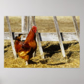 Rhode Island Red Rooster Poster (Vorne)