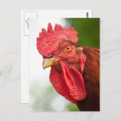 Rhode Island Red Rooster Postkarte (Vorne/Hinten)