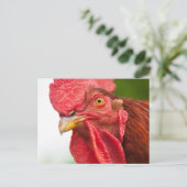 Rhode Island Red Rooster Postkarte (Stehend Vorderseite)