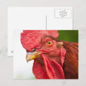 Rhode Island Red Rooster Postkarte (Vorne/Hinten)