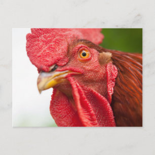 Rhode Island Red Rooster Postkarte