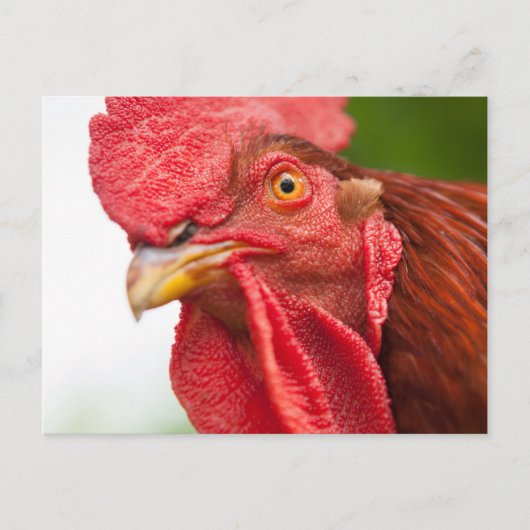 Rhode Island Red Rooster Postkarte (Vorderseite)