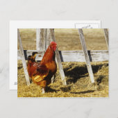 Rhode Island Red Rooster Postkarte (Vorne/Hinten)