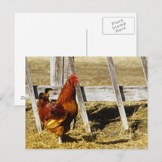 Rhode Island Red Rooster Postkarte (Vorne/Hinten)