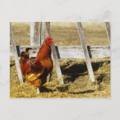 Rhode Island Red Rooster Postkarte (Vorderseite)