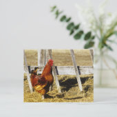 Rhode Island Red Rooster Postkarte (Stehend Vorderseite)