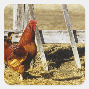 Rhode Island Red Rooster Quadratischer Aufkleber