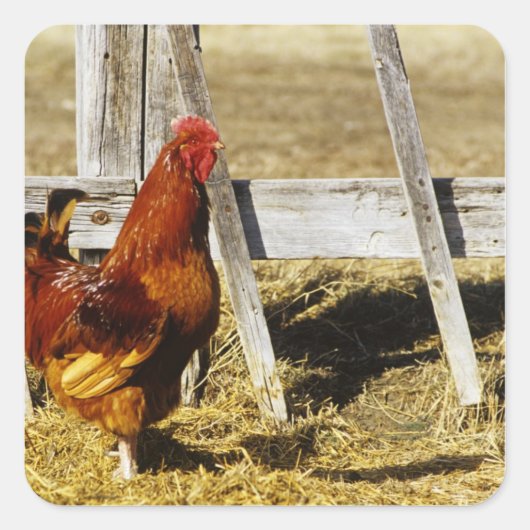 Rhode Island Red Rooster Quadratischer Aufkleber (Vorderseite)