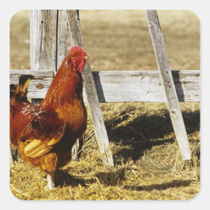 Rhode Island Red Rooster Quadratischer Aufkleber