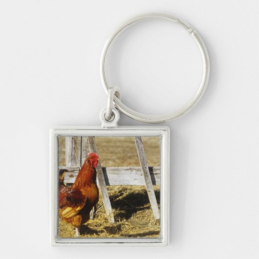 Rhode Island Red Rooster Schlüsselanhänger (Vorne)