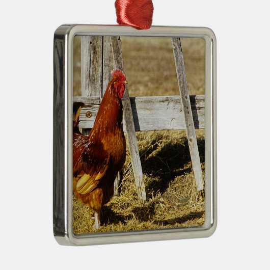 Rhode Island Red Rooster Silbernes Ornament (Rechts)