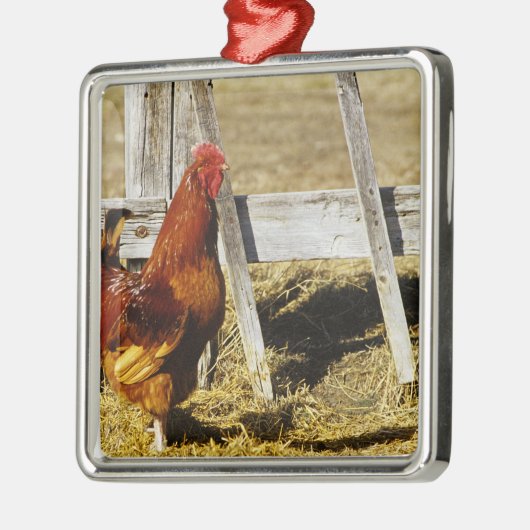 Rhode Island Red Rooster Silbernes Ornament (Links)
