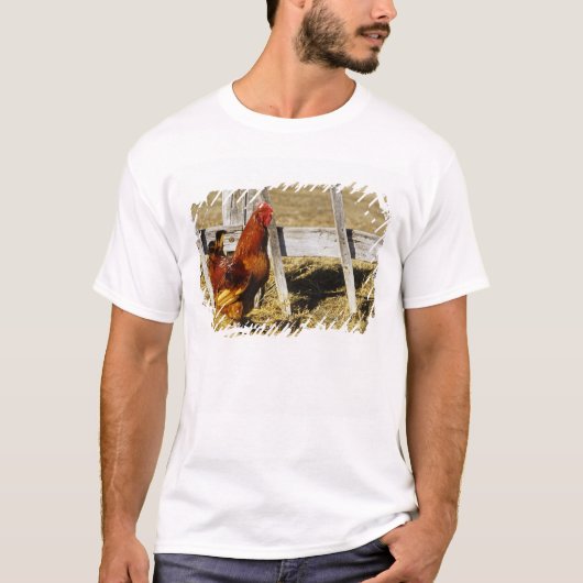 Rhode Island Red Rooster T-Shirt (Vorderseite)