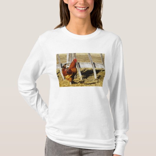 Rhode Island Red Rooster T-Shirt (Vorderseite)