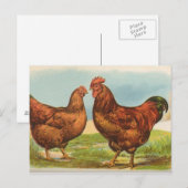 Rhode Island Reds Postkarte (Vorne/Hinten)