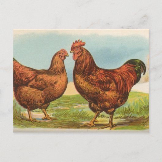 Rhode Island Reds Postkarte (Vorderseite)