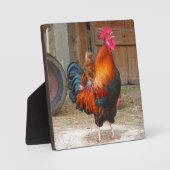 Rhode Island Rooster Crowing in Barnyard Fotoplatte (Vorderseite)