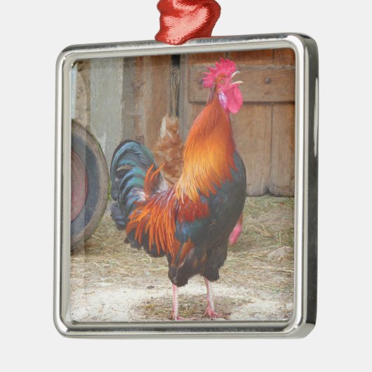 Rhode Island Rooster Crowing in Barnyard Ornament Aus Metall (Links)