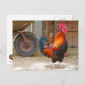 Rhode Island Rooster Crowing in Barnyard Postkarte (Vorne/Hinten)