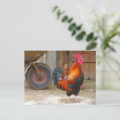 Rhode Island Rooster Crowing in Barnyard Postkarte (Stehend Vorderseite)