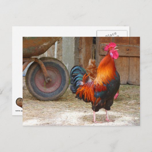 Rhode Island Rooster Crowing in Barnyard Postkarte (Vorne/Hinten)