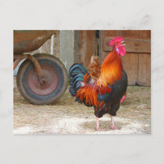 Rhode Island Rooster Crowing in Barnyard Postkarte