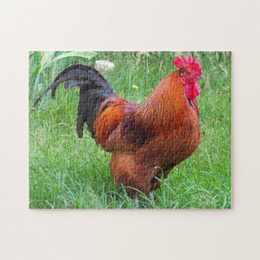 Rhode Island Rooster. Puzzle (Horizontal)