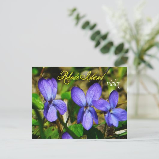Rhode Island Staat Blume: Violett Postkarte (Stehend Vorderseite)