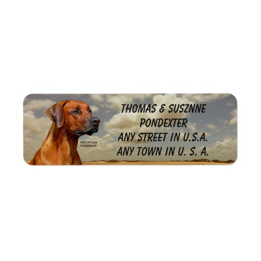 RHODESIAN RIDGBACK (Vorne)