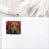 Rhodesian-ridgeback (Insitu)