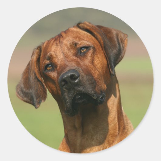 Rhodesian Ridgeback Aufkleber (Vorderseite)