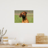 Rhodesian Ridgeback canvas print Poster (Küche)