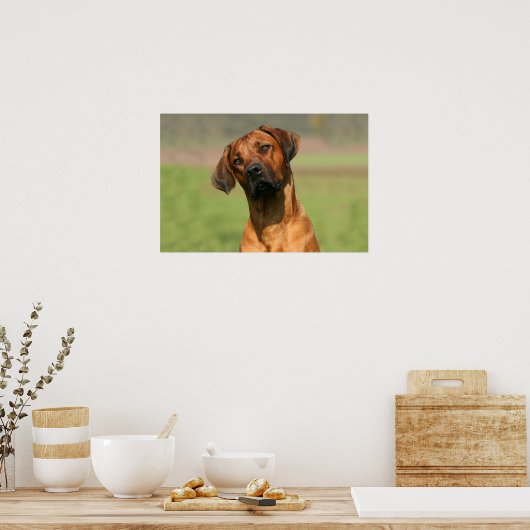 Rhodesian Ridgeback canvas print Poster (Küche)
