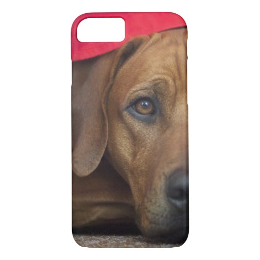 rhodesian-ridgeback Case-Mate iPhone hülle (Rückseite)