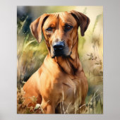 Rhodesian Ridgeback Dog Art Print Poster (Vorne)