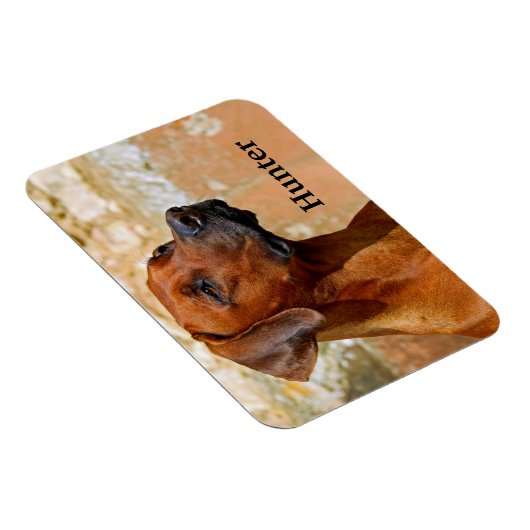 Rhodesian Ridgeback Dog Magnet (Rechte Seite)
